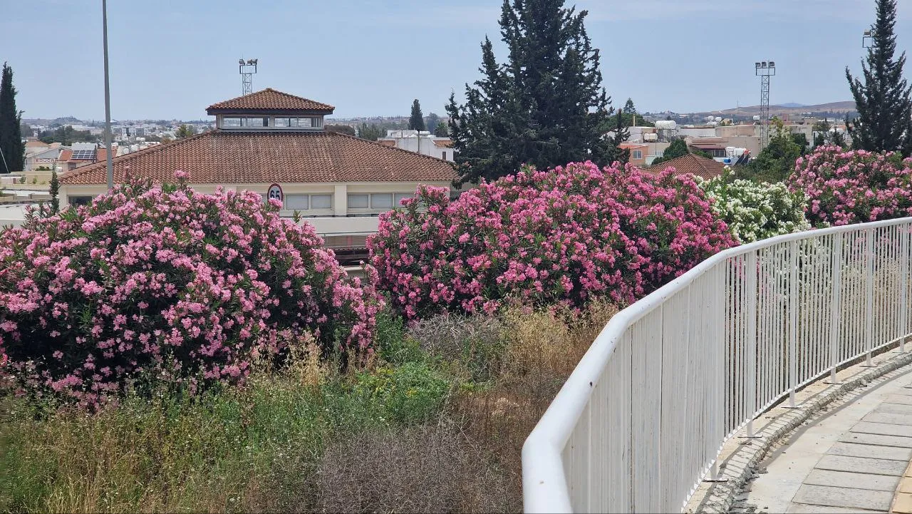 Land in Nicosia № 233937 6